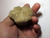 Vertebre DE MOSASAURE (texas - USA) (1)