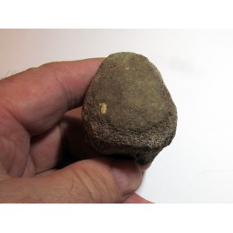 Vertebre DE MOSASAURE (texas - USA) (4)