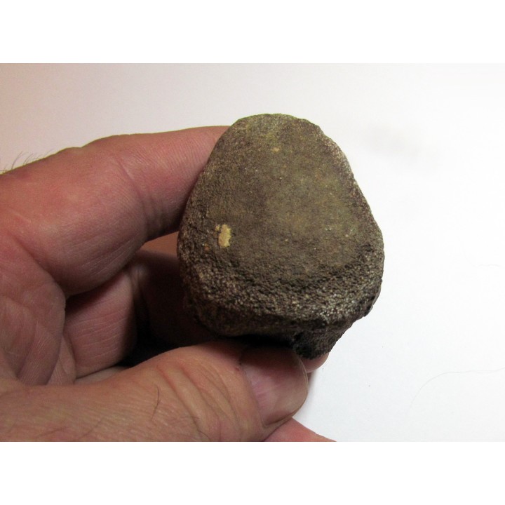 Vertebre DE MOSASAURE (texas - USA) (4)