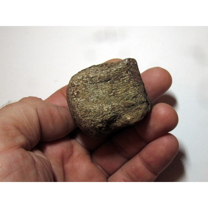 Vertebre DE MOSASAURE (texas - USA) (4)