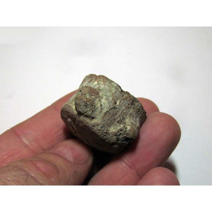 Vertebre DE MOSASAURE (texas - USA) (5)