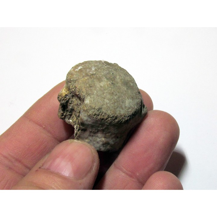 MOSASAURE  Vertebrae (texas - USA) (5)