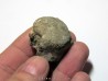 MOSASAURE  Vertebrae (texas - USA) (5)