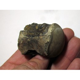 Vertebre DE MOSASAURE (texas - USA) (6)