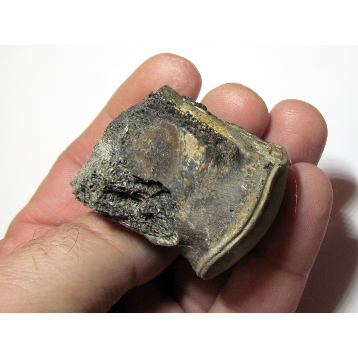 MOSASAURE  Vertebrae (texas - USA) (6)