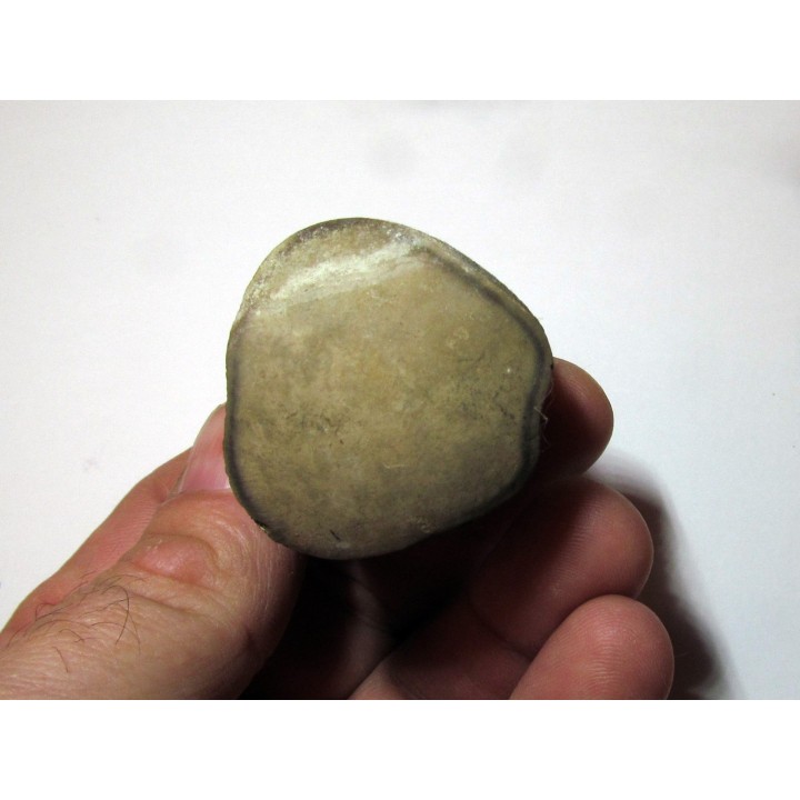 Vertebre DE MOSASAURE (texas - USA) (6)