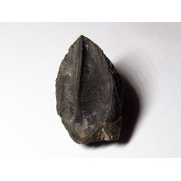dinosaure tooth: TRICERATOPS HORRIDUS 