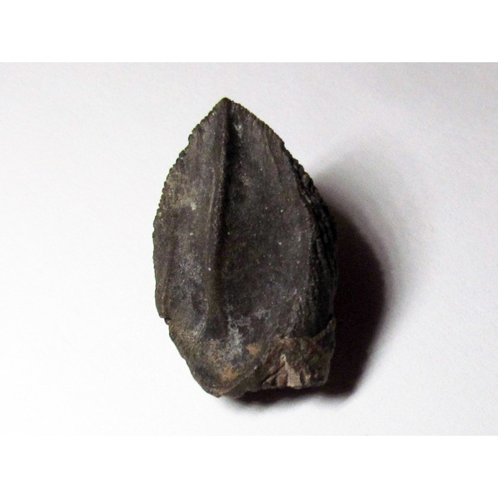dinosaure TRICERATOPS HORRIDUS