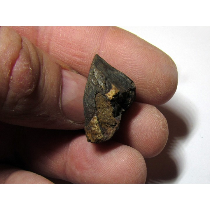 dinosaure TRICERATOPS HORRIDUS