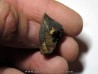 dinosaure TRICERATOPS HORRIDUS