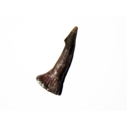 ONCHOPRISTIS NUMIDUS tooth (9)