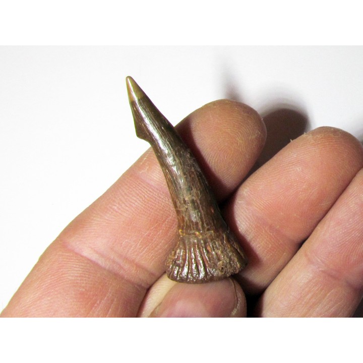 ONCHOPRISTIS NUMIDUS tooth (9)