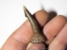 ONCHOPRISTIS NUMIDUS tooth (9)