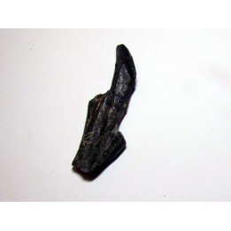 dinosaure tooth: HADROSAURE (1)