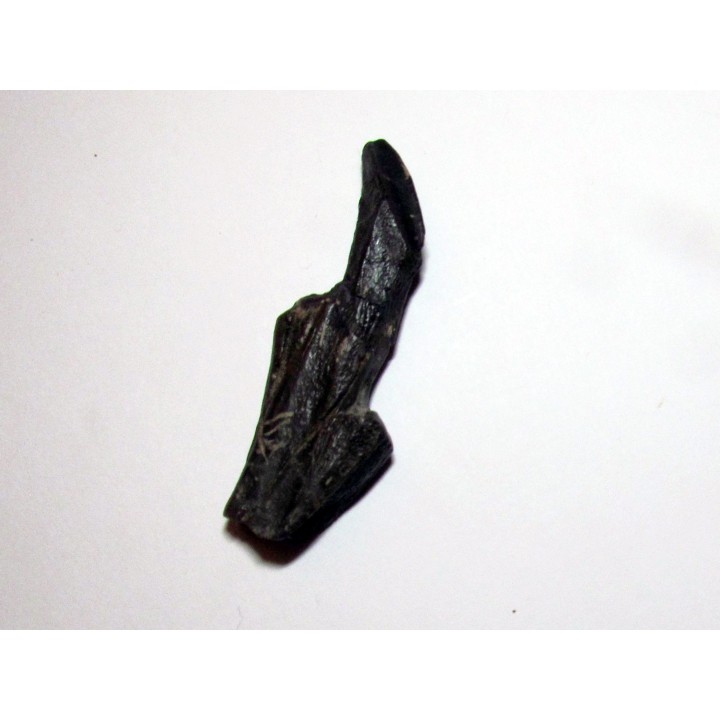 dinosaure tooth: HADROSAURE (1)
