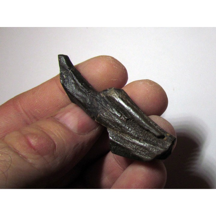 dinosaure tooth: HADROSAURE (1)