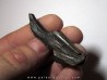 dinosaure tooth: HADROSAURE (1)