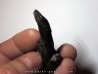 dinosaure tooth: HADROSAURE (1)