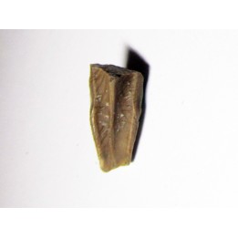dinosaure tooth: HADROSAURE (2)
