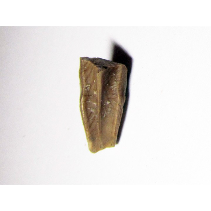 dinosaure tooth: HADROSAURE (2)