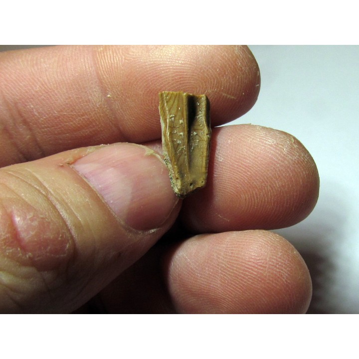 dinosaure tooth: HADROSAURE (2)