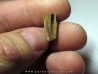 dinosaure tooth: HADROSAURE (2)