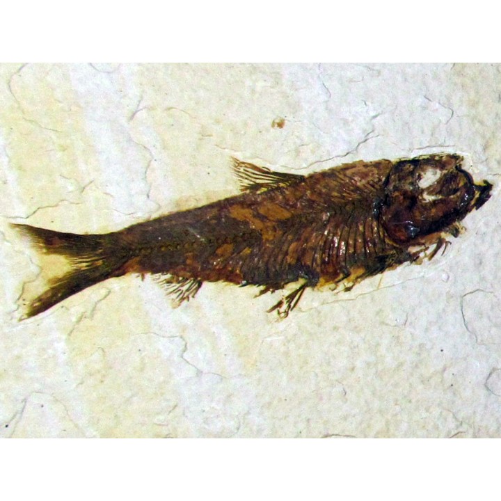 fish: KNIGHTIA EOCAENA (12)