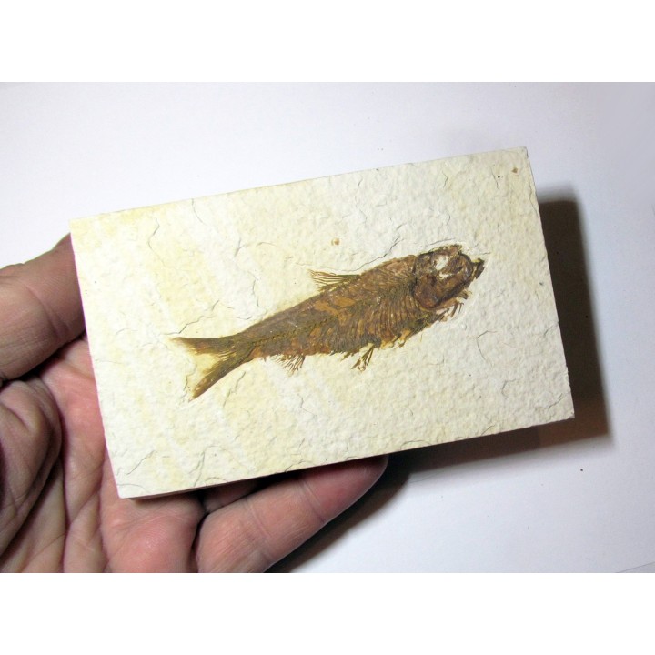 fish: KNIGHTIA EOCAENA (12)