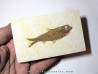 poisson fossile KNIGHTIA EOCAENA (12)
