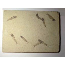 poisson fossile KNIGHTIA EOCAENA (13)