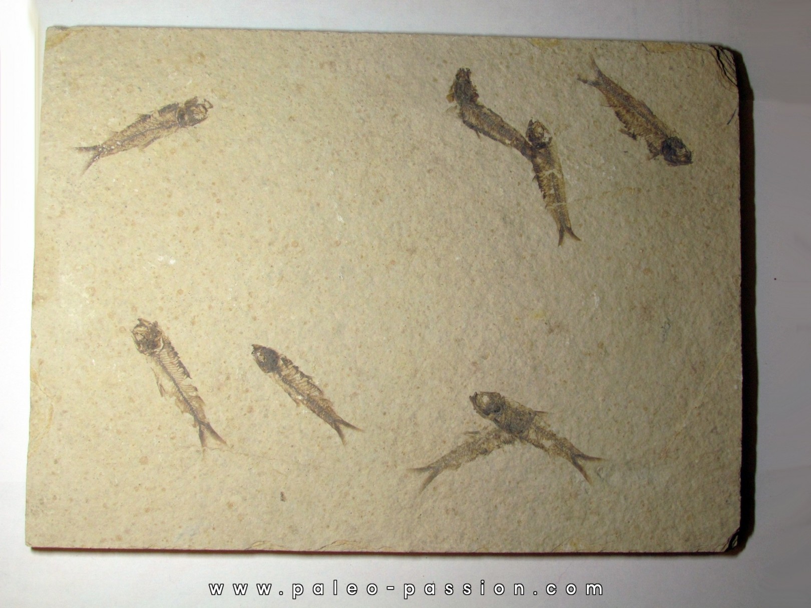 poisson fossile KNIGHTIA EOCAENA (13)