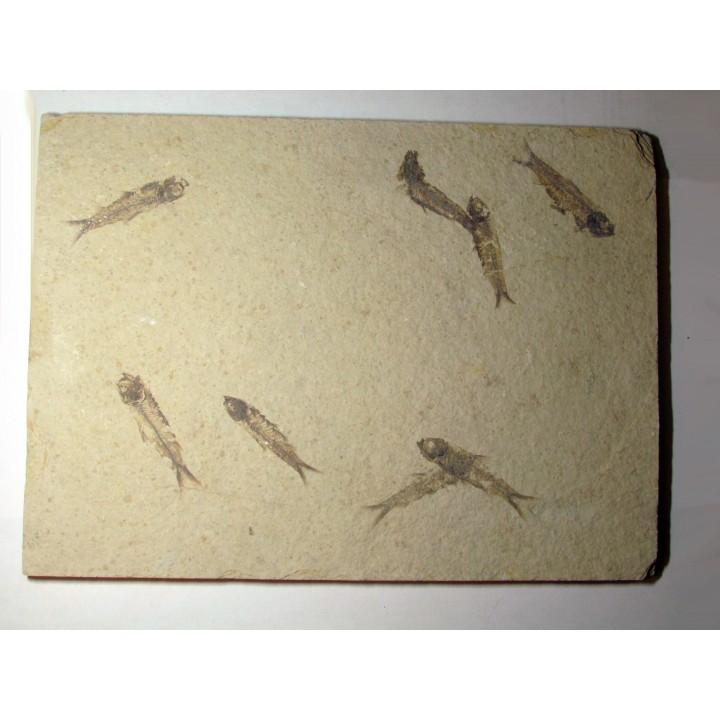 poisson fossile KNIGHTIA EOCAENA (13)