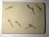 poisson fossile KNIGHTIA EOCAENA (13)