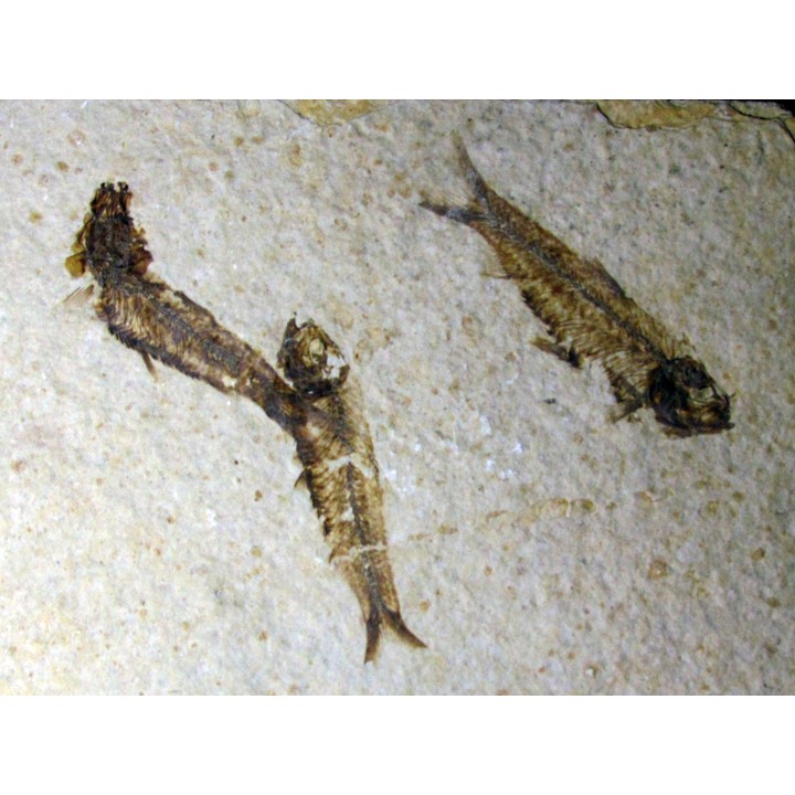 poisson fossile KNIGHTIA EOCAENA (13)