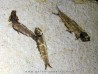 fish: KNIGHTIA EOCAENA (13)