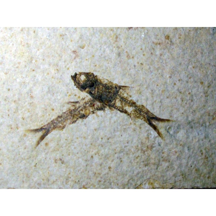 fish: KNIGHTIA EOCAENA (13)