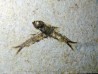 poisson fossile KNIGHTIA EOCAENA (13)