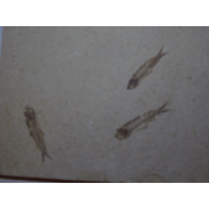 poisson fossile KNIGHTIA EOCAENA (13)