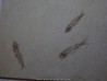 fish: KNIGHTIA EOCAENA (13)