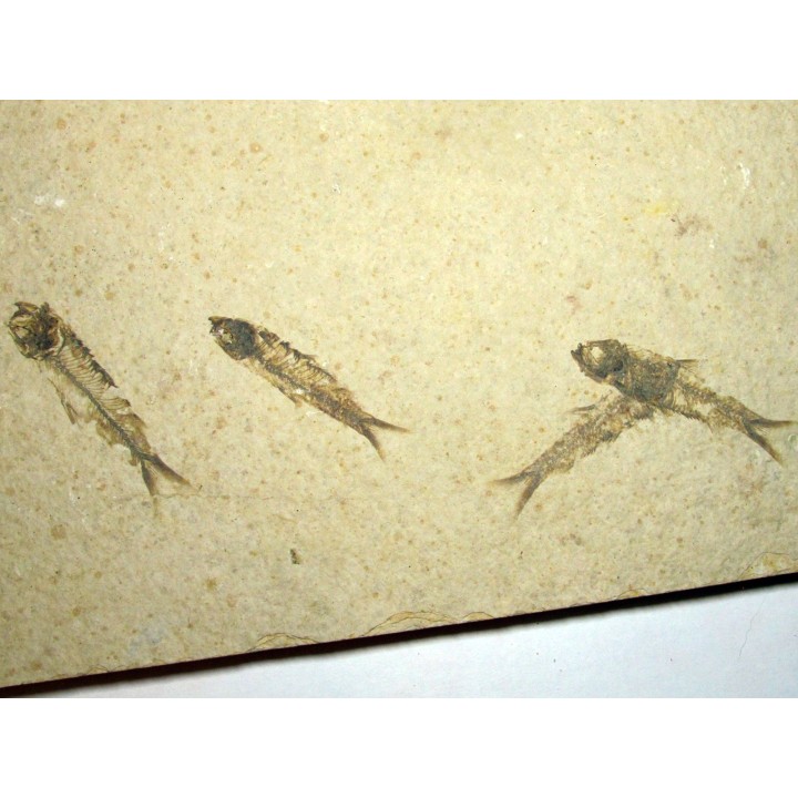 fish: KNIGHTIA EOCAENA (13)