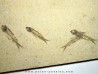 fish: KNIGHTIA EOCAENA (13)