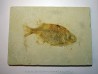 fish: PHAREODUS TESTIS (2) !!! 14cm !!!!