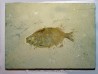 fish: PHAREODUS TESTIS (3) !!! 14cm !!!!