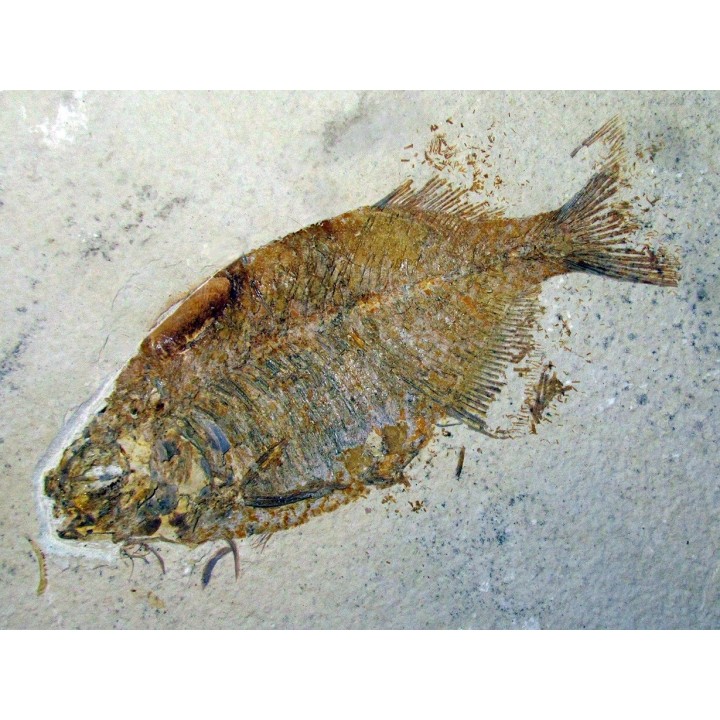 fish: PHAREODUS TESTIS (3) !!! 14cm !!!!