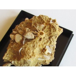 oursin Polydiadema superbum