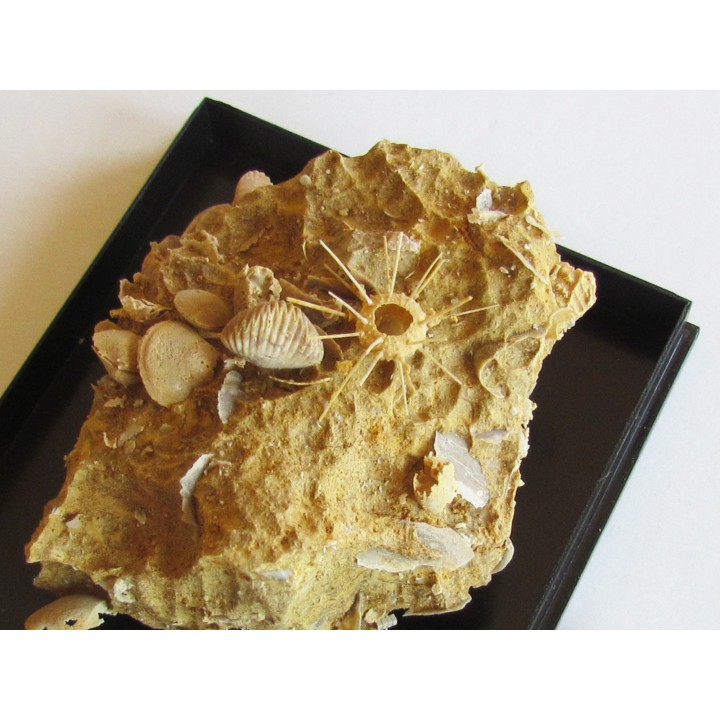 urchin Polydiadema superbum (2)