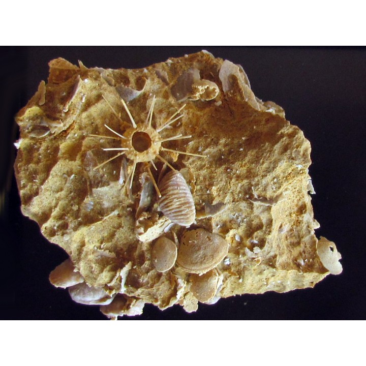 urchin Polydiadema superbum (2)