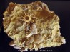oursin Polydiadema superbum