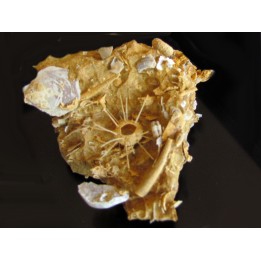 oursin Polydiadema superbum (3)