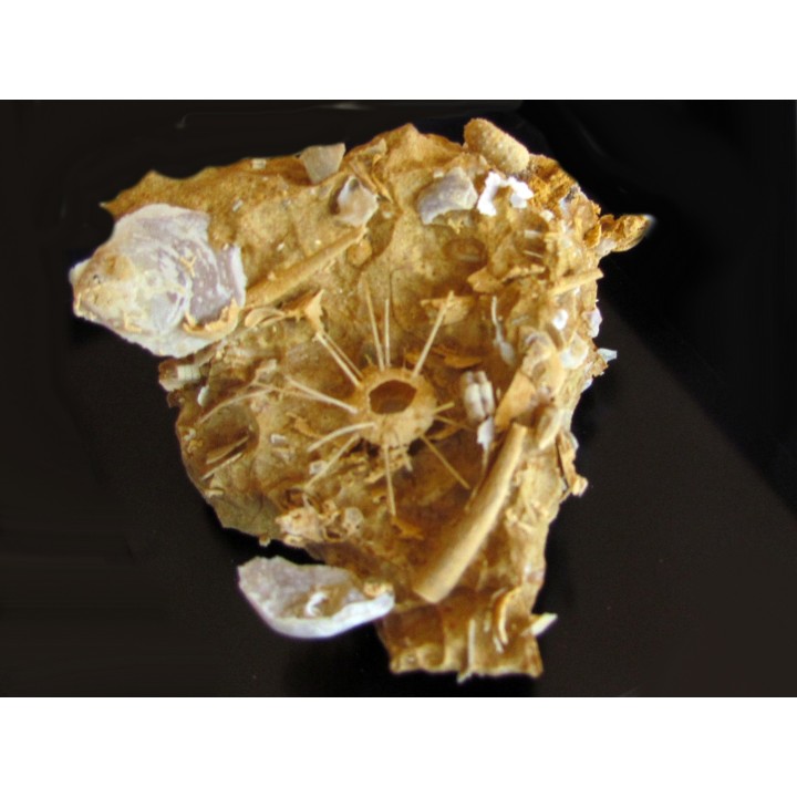oursin Polydiadema superbum (3)